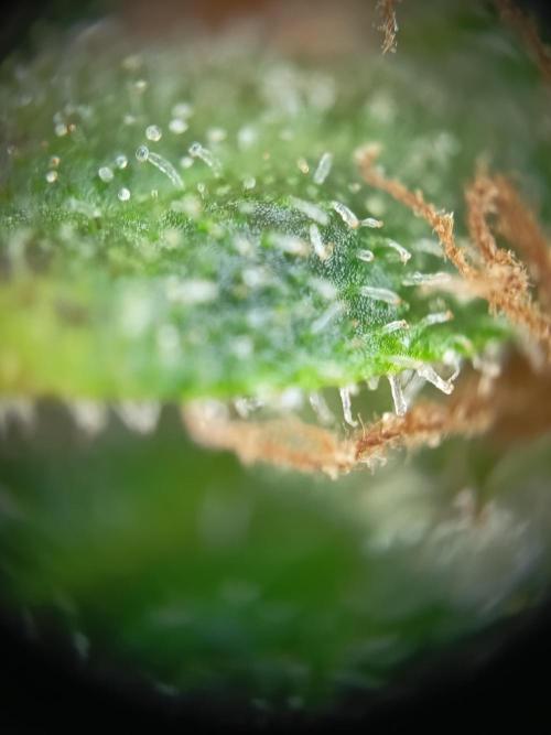 Northern Lights Auto im Regal. Week 12 - Tag 81