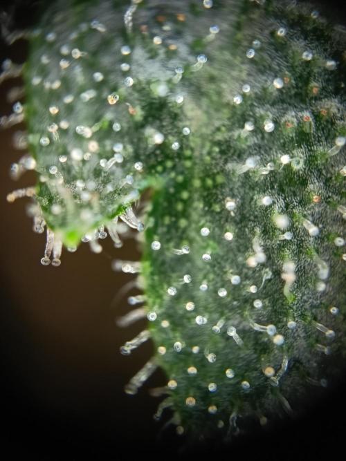Northern Lights Auto im Regal. Week 12 - Tag 81