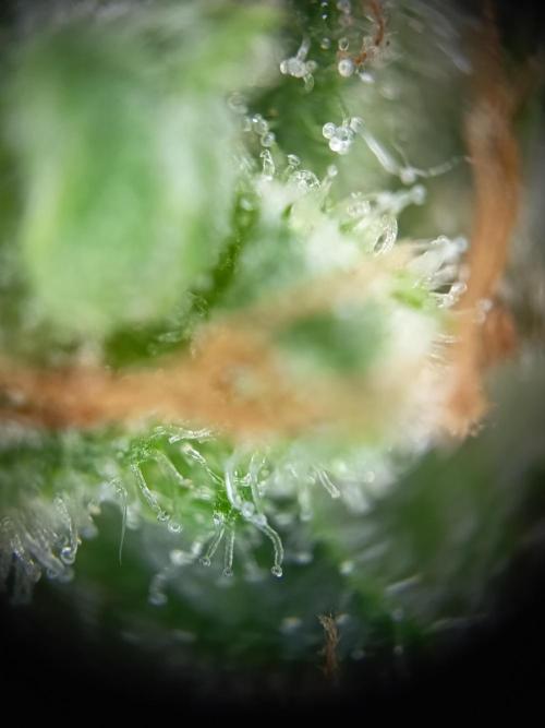 Northern Lights Auto im Regal. Week 12 - Tag 81