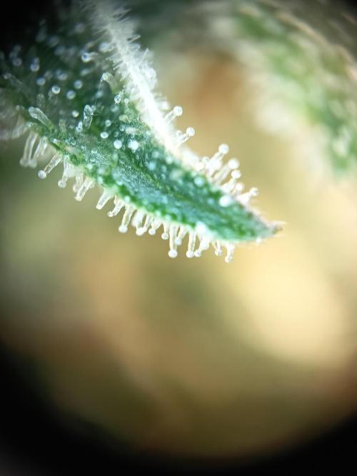 Caramel Auto im Regal. Week 12 - Tag 78