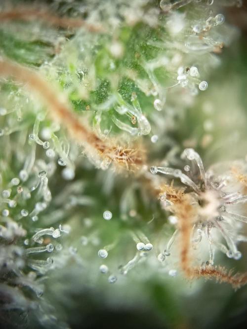 Northern Lights Auto im Regal. Week 12 - Tag 84