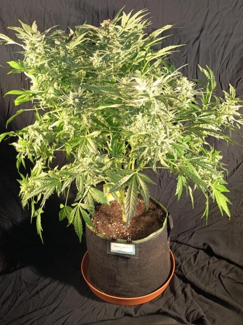 Northern Lights Auto im Regal. Week 13 - Tag 85