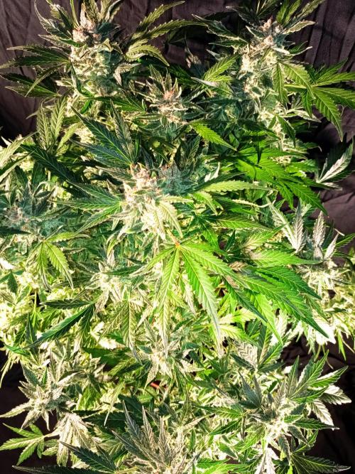 Northern Lights Auto im Regal. Week 13 - Tag 85