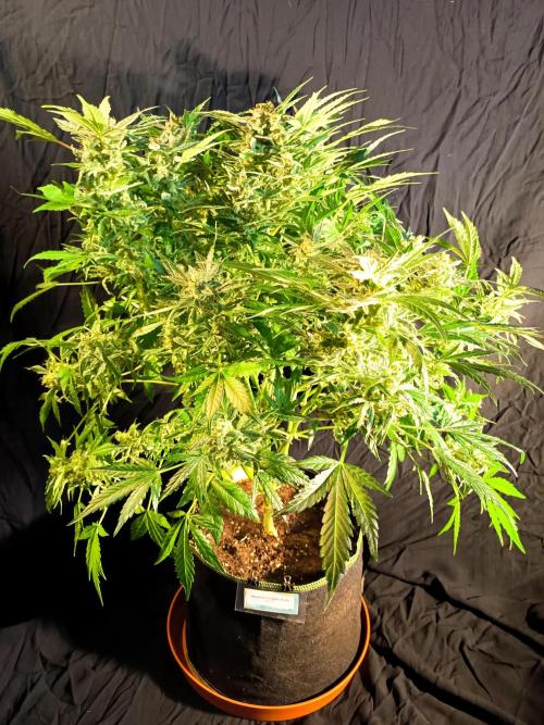 Northern Lights Auto im Regal. Week 13 - Tag 85
