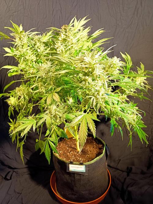 Northern Lights Auto im Regal. Week 13 - Tag 85