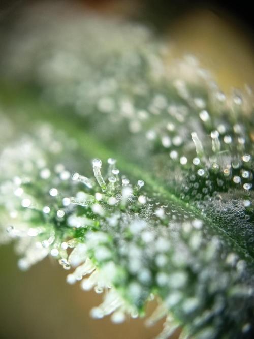 Caramel Auto im Regal. Week 12 - Tag 84