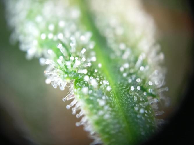 Caramel Auto im Regal. Week 12 - Tag 84