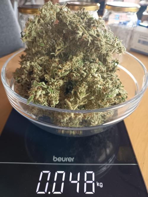 Northern Lights Auto im Regal. Week 13
