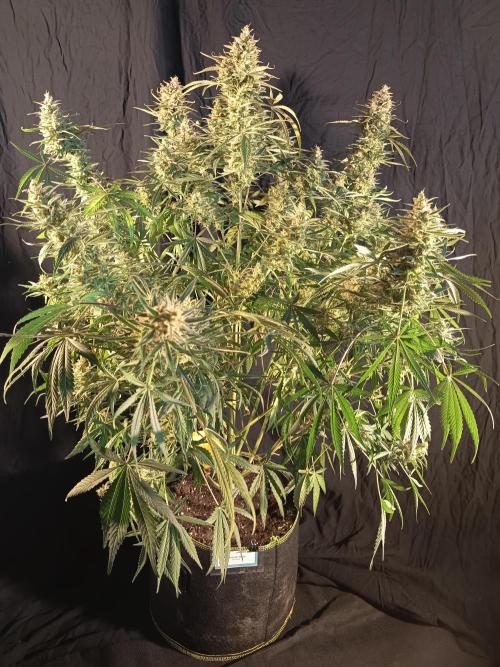 Caramel Auto im Regal. Week 13 - Tag 89