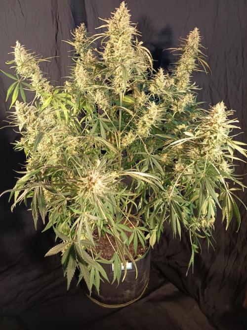 Caramel Auto im Regal. Week 13 - Tag 89