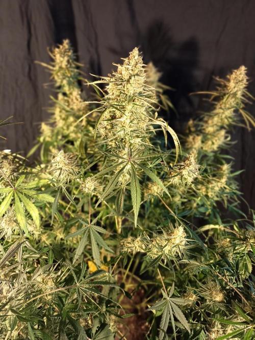 Caramel Auto im Regal. Week 13 - Tag 89