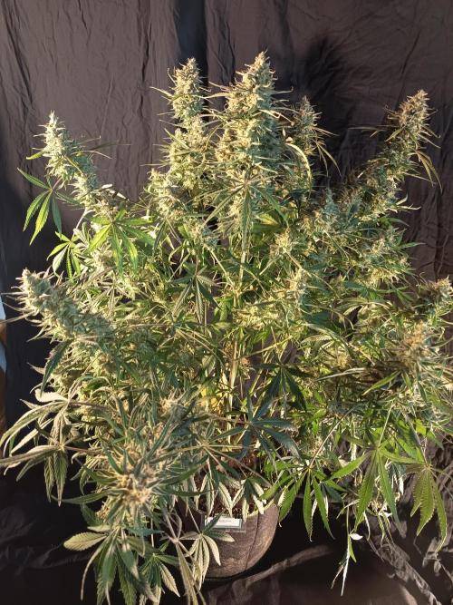 Caramel Auto im Regal. Week 13