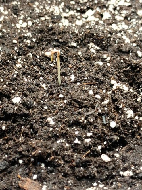 Purple Skunk Auto im Regal. Week 1 - Tag 2