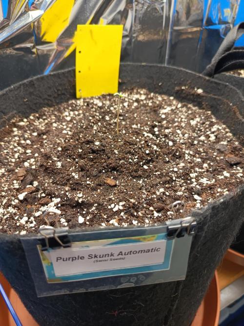 Purple Skunk Auto im Regal. Week 1 - Tag 3