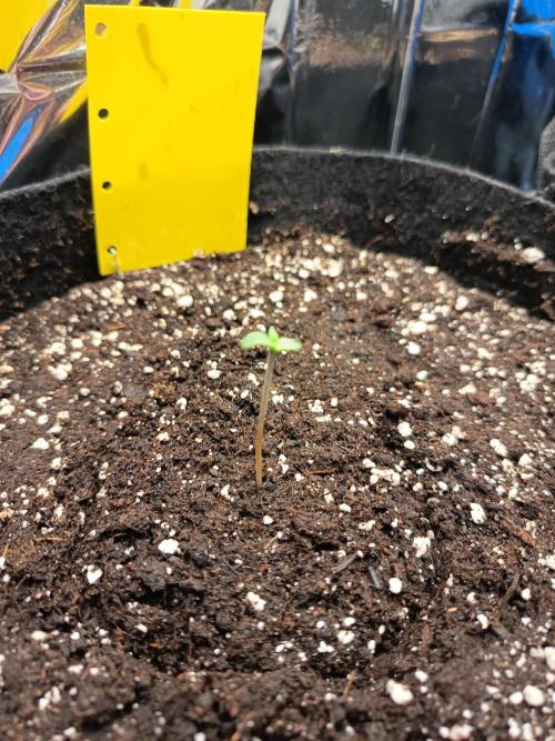 Purple Skunk Auto im Regal. Week 1 - Tag 3