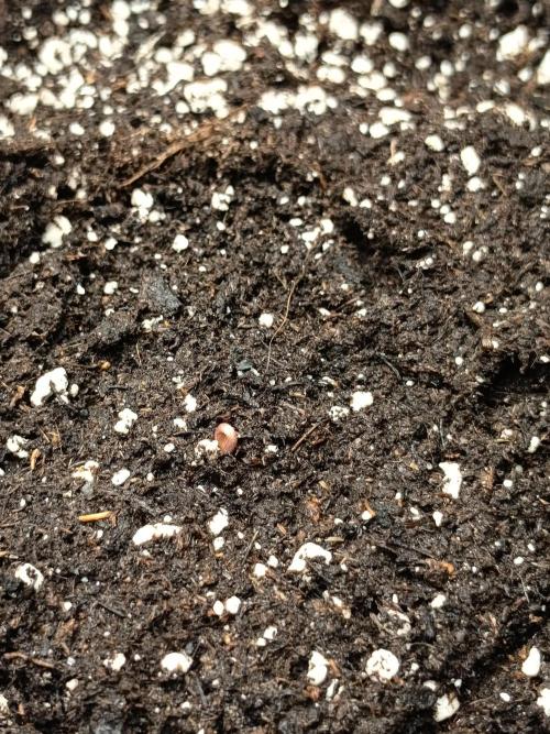 Blue Bullet Auto im Regal. Week 1 - tag 1