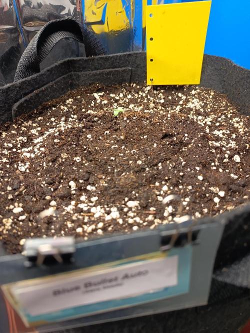 Blue Bullet Auto im Regal. Week 1 - Tag 2