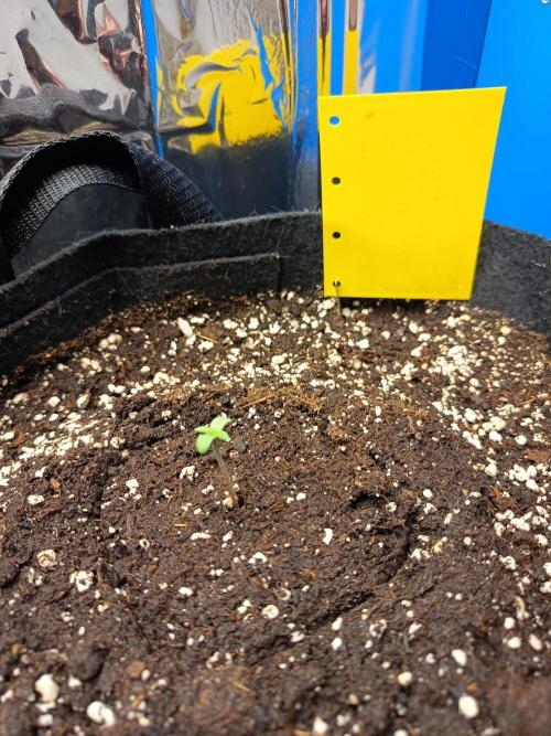 Blue Bullet Auto im Regal. Week 1 - Tag 2