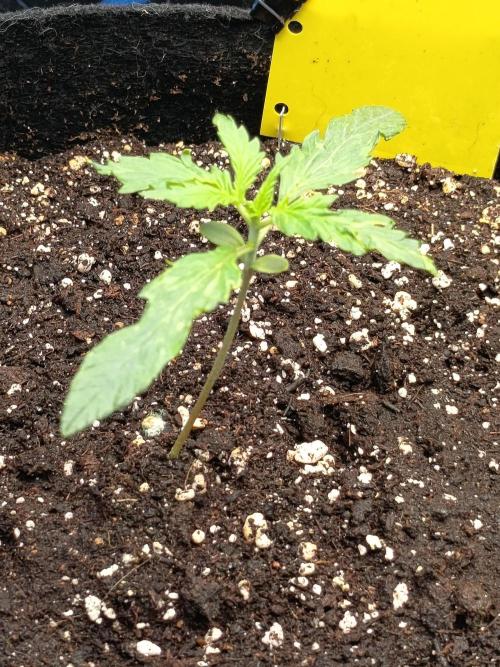 Purple Skunk Auto im Regal. Week 2 - Tag 11