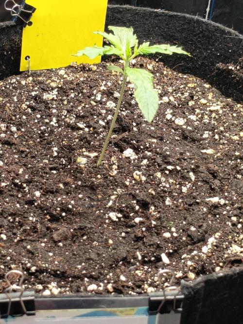 Purple Skunk Auto im Regal. Week 2 - Tag 11
