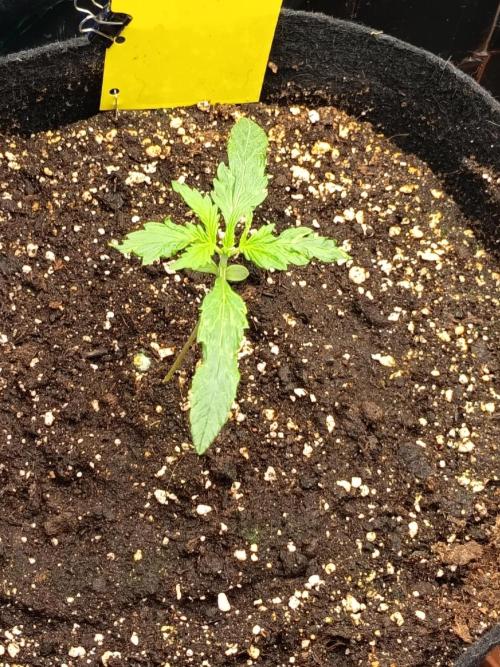 Purple Skunk Auto im Regal. Week 2 - Tag 11