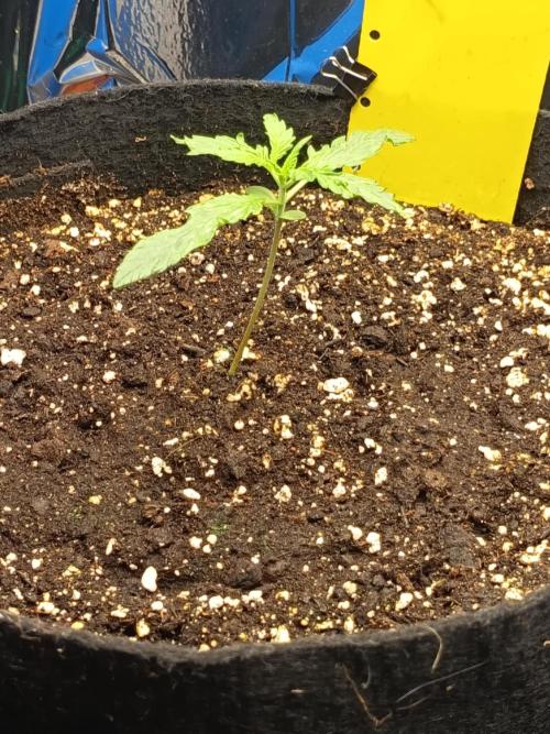 Purple Skunk Auto im Regal. Week 2 - Tag 11