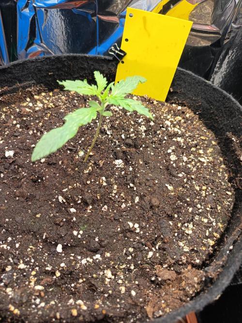 Purple Skunk Auto im Regal. Week 2 - Tag 11