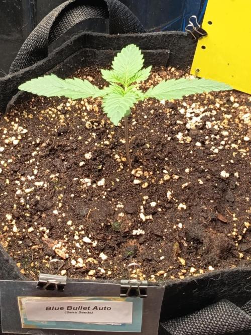 Blue Bullet Auto im Regal. Week 2 - Tag 10