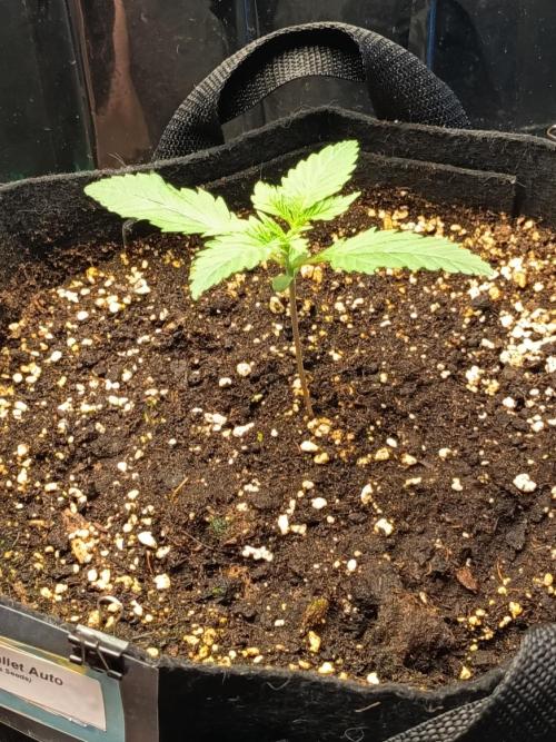 Blue Bullet Auto im Regal. Week 2 - Tag 10