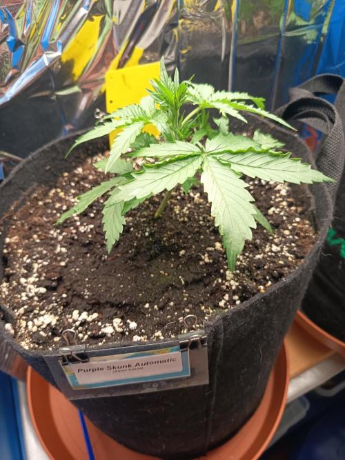 Purple Skunk Automatic. Week 3