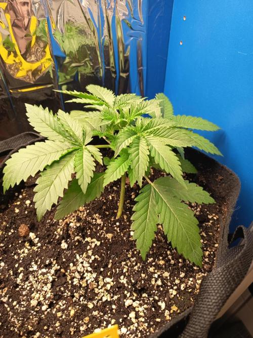 Blue Bullet Auto. Week 3