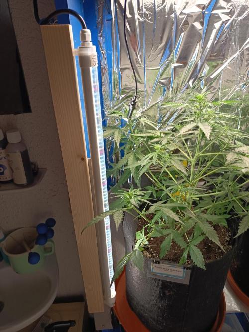 Purple Skunk Auto im Regal. Week 5 - Tag 31