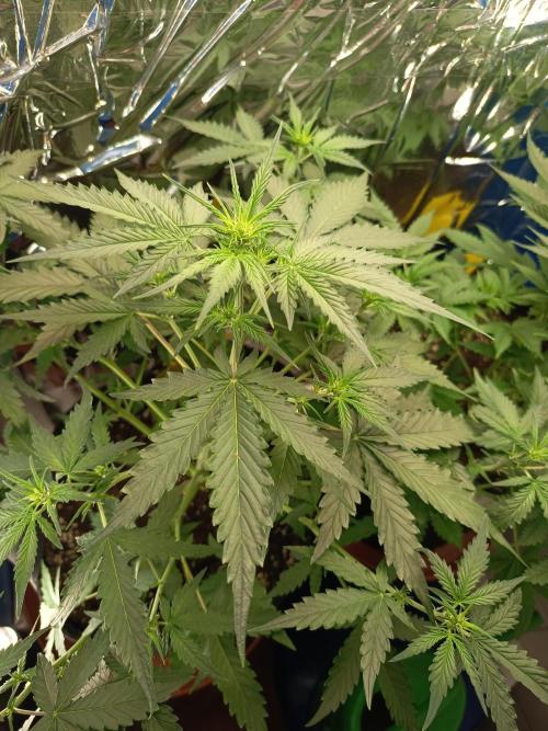 Purple Skunk Auto im Regal. Week 5 - Tag 31