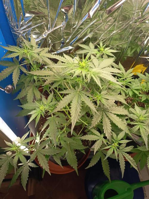 Purple Skunk Auto im Regal. Week 5 - Tag 31