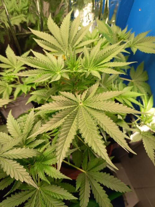 Blue Bullet Auto im Regal. Week 5 - Tag 30