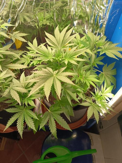 Blue Bullet Auto im Regal. Week 5 - Tag 30