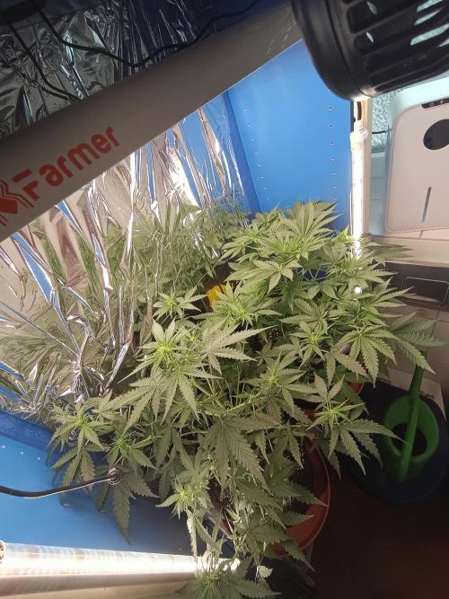 Purple Skunk Auto im Regal. Week 5 - Tag 34
Vorne Purple Skunk Auto, rechts daneben Blue Bullet Auto