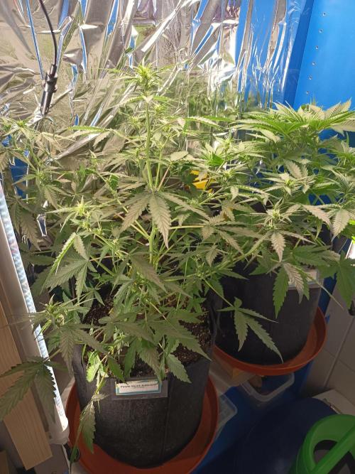Purple Skunk Auto im Regal. Week 5 - Tag 34
Vorne Purple Skunk Auto, rechts daneben Blue Bullet Auto