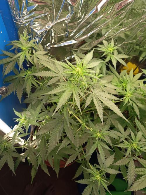 Purple Skunk Auto im Regal. Week 5 - Tag 34