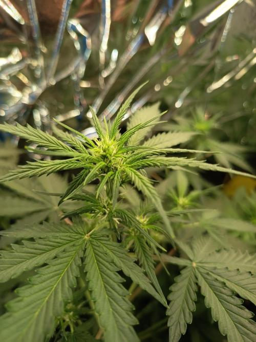 Purple Skunk Auto im Regal. Week 5 - Tag 34
