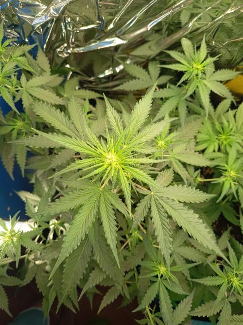 Purple Skunk Automatic. Week 5