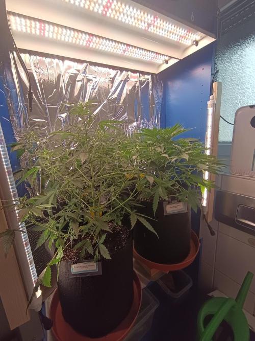 Blue Bullet Auto im Regal. Week 5 - Tag 33
Vorne Purple Skunk Auto, rechts daneben Blue Bullet Auto