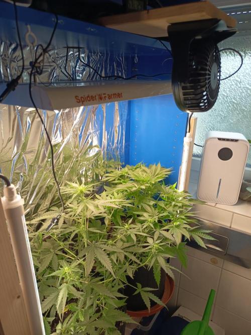 Blue Bullet Auto im Regal. Week 5 - Tag 33
Vorne Purple Skunk Auto, rechts daneben Blue Bullet Auto