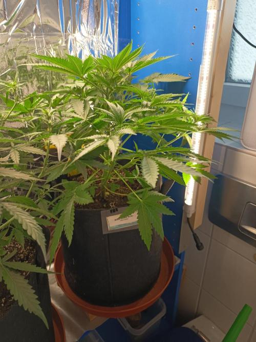 Blue Bullet Auto im Regal. Week 5 - Tag 33