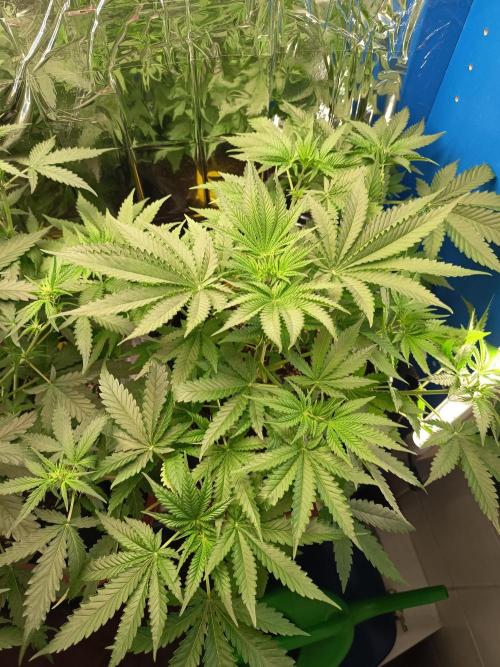 Blue Bullet Auto im Regal. Week 5 - Tag 33