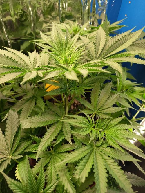 Blue Bullet Auto im Regal. Week 5 - Tag 33