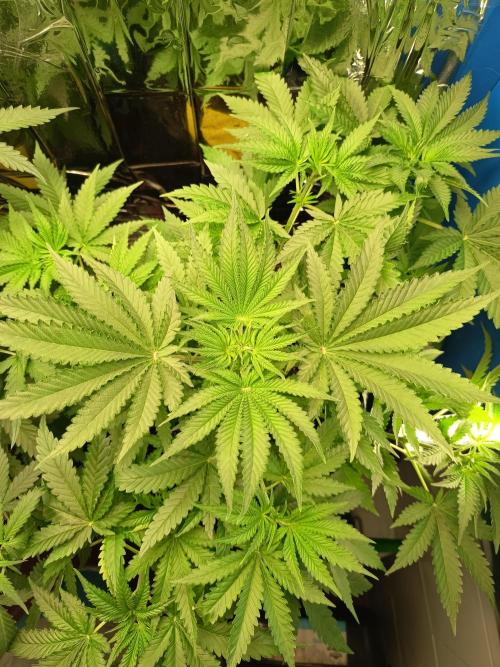 Blue Bullet Auto im Regal. Week 5 - Tag 33