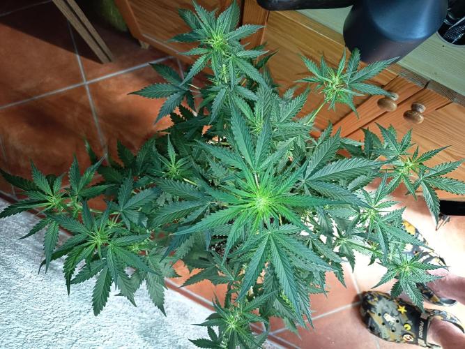Purple Skunk Auto im Regal. Week 5 - Tag 35