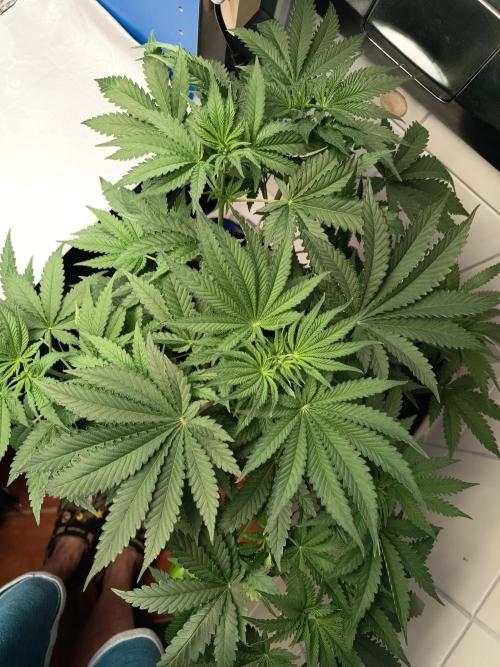 Blue Bullet Auto im Regal. Week 5 - Tag 34