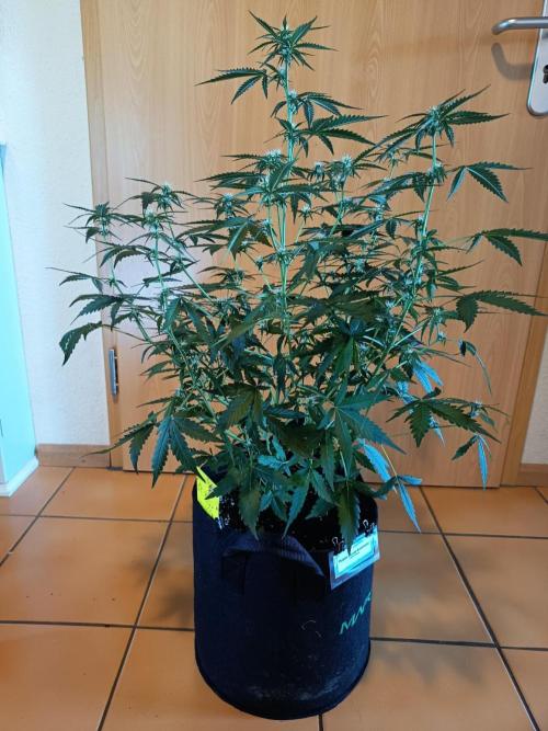 Purple Skunk Auto im Regal. Week 6 - Tag 39